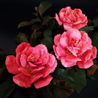 国色天香立体饼干