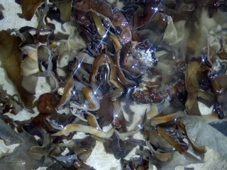 5、传统鱼香肉丝,木耳切丝后,氽水。