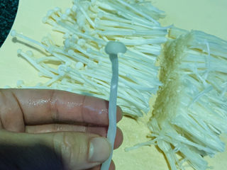 10、粉丝蒸金针菇,留带有菇帽的长根;