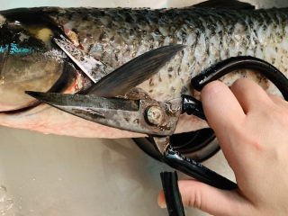 2、炖草鱼,用剪刀剪去鱼鳍，用剪刀把鱼鳞再刮干净；