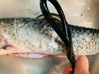 4、炖草鱼,用剪刀刮干净粘液；