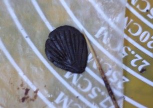 7、浓情巧克力礼盒,用牙签在擀好的圆片上压出如图所示的花纹