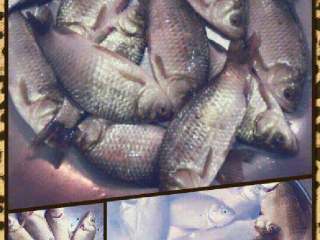 1、四川酸菜鱼,土鲫鱼洗干净