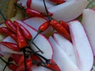 6、四川泡菜,把仔姜，红皮萝卜，小米辣洗干净，萝卜切切开晾干水分（不吃辣可以不放辣椒，辣椒蒂要保留如果觉得辣椒蒂不新鲜可以用剪刀剪掉一部分但是不要把辣椒蒂去完，那样容易坏）