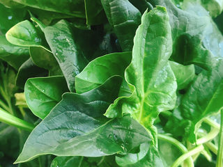 1、蒜末炒菠菜,准备好新鲜菠菜