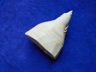 2、鲜笋丁焖蛋,然后洗干净