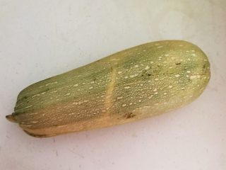 12、角瓜虾仁馅麦穗包子,角瓜