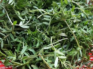 1、凉拌野豌豆苗,准备豌豆苗