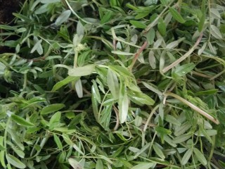 3、凉拌野豌豆苗,放入豌豆苗