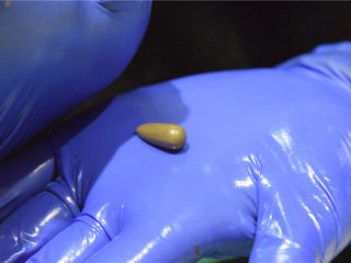 13、巧克力甘纳许玫瑰花-特别的爱给特别的你,用手掌塑性成为水滴状。