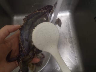 12、葱油蒸蟹,再把绑住蟹的绳索弄再两边清洗净