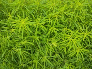 1、凉拌野扫帚苗,新鲜嫩嫩的野扫帚苗农村到处可见。