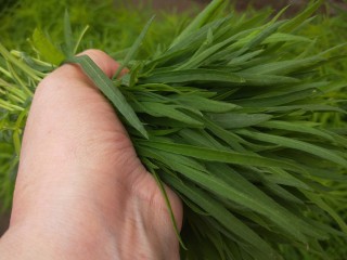 2、凉拌野扫帚苗,掐上一大把回家凉拌菜了。