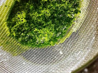 6、彩色凉皮,菠菜洗净,用果语机摇汁,过滤备用