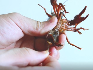 3、麻辣小龙虾,去掉虾线