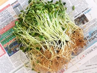 4、炝拌黑豆苗,非常新鲜的黑豆苗