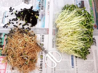 5、炝拌黑豆苗,把黑豆苗的根须剪掉，黑豆皮抖掉
