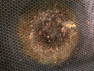 15、包菜炒肉丝,锅中留油