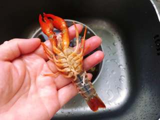 2、麻辣小龙虾,接着用水清洗小龙虾,边冲水边用刷子刷洗小龙虾,沥干水备用。