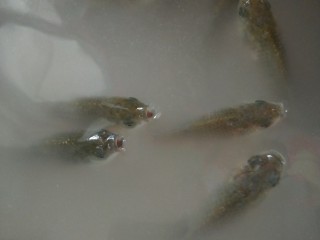 1、鱼泡辣子,野生鲫鱼买回来用盐和淘米水泡几小时，等它吐出不干净的东西