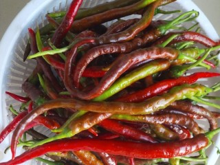 2、鱼泡辣子,把辣椒洗干净沥干水分