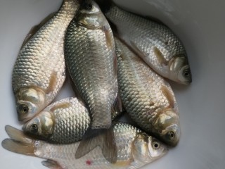 5、鱼泡辣子,把鲫鱼捞出放清水冲洗