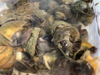 1、爆炒田螺肉,田螺很脏,先养一天吐沙,期间换几次水