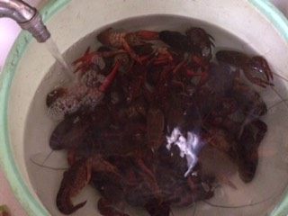 1、十三香龙虾,龙虾处理干净，南京龙虾十八一斤，个头不小。