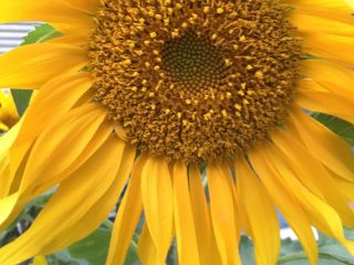 6、血皮菜炒猪肝,附带一朵鲜花