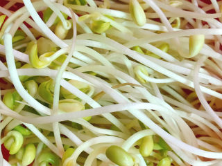 1、韭菜炒豆芽,准备好黄豆芽