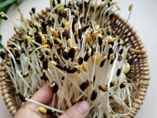 2、韭菜炒豆芽,我用的豆芽是自己发的黑豆豆芽，可以换成绿豆芽或黄豆芽。绿豆芽口感比较嫩些，看个人喜欢吧！