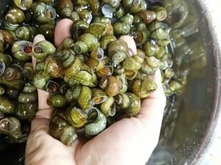 1、麻辣螺丝,螺丝加水加盐浸泡一夜减肥掉尾巴冲洗干净