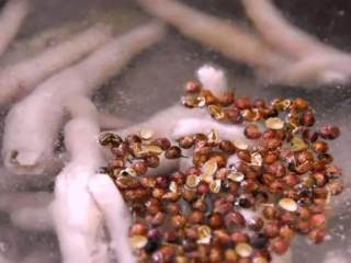 2、百吃不厌的泡椒凤爪！原来做法如此简单！,沸水下锅，放入花椒、料酒