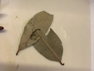 8、干锅洋葱鸡翅,拿出2片香叶