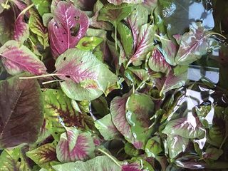 1、红黑磨云香蛋泡饭,苋菜洗净备用