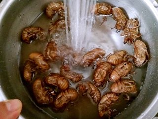 2、香酥蝉蜕 ,蝉蜕过水洗净，控干水。