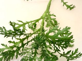 4、初夏,自种的茼蒿菜，剪一根清洗后备用。