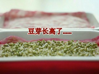 5、发绿豆芽,第二天揭开棉布，看绿豆长出嫩芽喽。