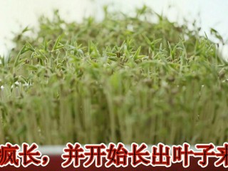 6、发绿豆芽,将布小心的再盖上去，早、中、晚用豆芽各洒一次。