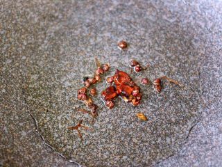 3、海鲜烩年糕,热锅冷油加入花椒和八角小火炸出香味……