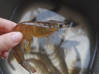 3、蒜蓉粉丝蒸虾,鲜虾洗净后，剪须