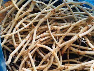 1、????☘️鱼腥草????拌黄瓜????????,1、准备好鱼腥草