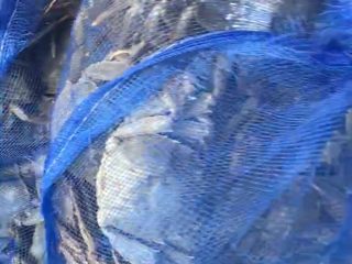 1、清蒸大闸蟹,这是我卖的盘锦稻田河蟹 简装的 家庭装 吃着实惠