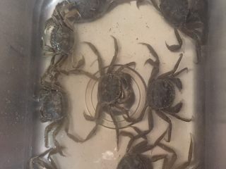 2、清蒸大闸蟹,放在水池里洗刷刷 洗澡澡 