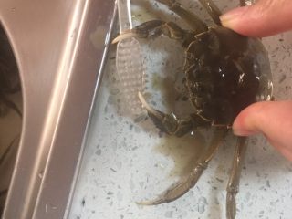 3、清蒸大闸蟹,有洁癖或者强迫症的 再用牙刷仔细刷刷 但是小小螃蟹????️的钳子 夹手很疼的