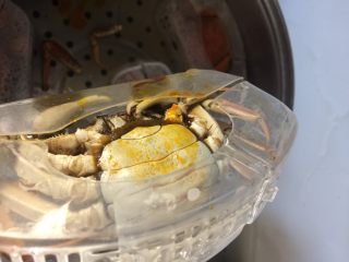 5、清蒸大闸蟹,这是母蟹 油太多 都留出来了 