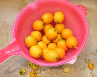 1、蜂蜜金桔茶,金桔清水冲洗下，接满水，加盐浸泡30分钟，冲洗干净沥干。