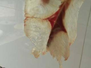 2、菊花捶鱼,如图越薄越好,切完为址