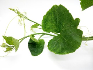 1、#甜味#农家小炒 南瓜与南瓜叶的相遇,新鲜的南瓜叶,下班刚摘的