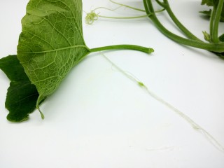 2、#甜味#农家小炒 南瓜与南瓜叶的相遇,撕去南瓜叶的筋膜